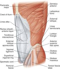Groin is made of multiple ligaments, muscles, and tendons which fuse together in the pubic bone. Musculoskeletal Sources Of Abdominal And Groin Pain Athletic Pubalgia Hernias And Abdominal Strains Musculoskeletal Key
