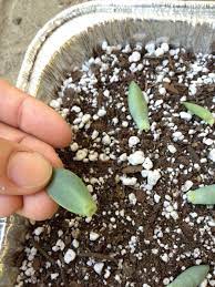 Snapguide Com Domain Name Is For Sale Inquire Now Succulents Planting Succulents Growing Succulents
