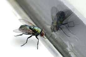 Ekans, arbok, pelipper, mawile im guessing you mean catching hiv, not having hiv. Prophetic And Spiritual Meaning Of Flies 2021 Fly Omen Spiritually