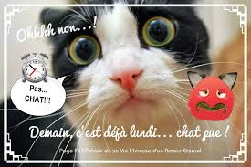 Ohhh Non Demain C Est Deja Lundi Chat Pue Demain C Est Lundi Lundi Image Bonjour