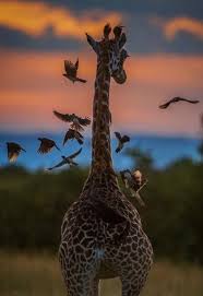 Pin By Sarah Johnson On Fauna Animal Magic Animals Wild Animal Photography