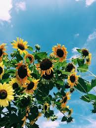 Maybe you would like to learn more about one of these? 54 Gambar Bunga Matahari Pinterest Paling Bagus Gambar Pixabay