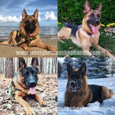 Please also visit the about, our dogs, german shepherd puppies, testimonials, and training and care pages for a full picture of who we are, and how we are maintaining the greatness of the german. West German Shepherds