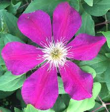All of our clematis are two year old plants that are suitable for immediate planting in your garden. Clematis Westerplatte 3 Litre Pot Dark Red Purple Flowers