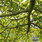 Image result for Ficus saussureana