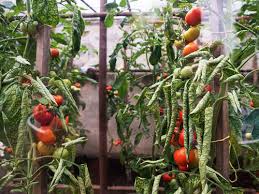 There's a reason you often see herbs growing around i've never looked back since getting my own indoor herb kit. Home Gardening Ideas 10 Vegetables You Can Grow At Home And How