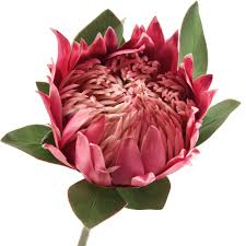 Where to get the best tropical silk flowers? Fiveseasonstuff 1 Stem King Protea Real Touch Silk Artificial Flowers For Wedding Bouquet Home Kitchen 76cm Tall Tropical Flower Arrangements Decor Rosy Red Buy Online In Bahamas At Bahamas Desertcart Com Productid 154256044