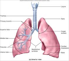 Anatomy Of Lungs And Mcqs For Neet Gpat Nursing Exams Gpatindia Pharmacy Jobs Admissions Scholarships Conference Grants Exam Alerts