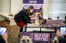 Below are our newest added pups available for adoption in pennsylvania. Pa Bill Seeking To Close Puppy Mills Comes With Pitfalls And Should Be Rejected Opinion Lehighvalleylive Com