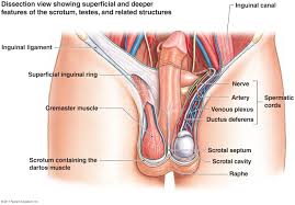 Maybe you would like to learn more about one of these? Reproductive System Anatomy Archives Page 26 Of 27 Anatomy Note