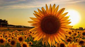 Planting sunflower seeds is a quick and easy task. Happy News For 2020 Wisconsin Farmer Plants 2 Million Sunflowers