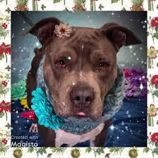 Check spelling or type a new query. Almost Home Animal Shelter Home Facebook