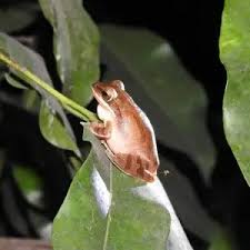 Image result for Polystachya macropoda