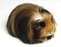 Guinea pigs require regular grooming. Ultimate List Of Guinea Pig Breeds