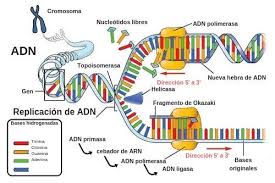 El adn o ácido desoxirribonucleico es el material genético que conseguimos en todos los seres vivos, desde bacterias hasta mamíferos. Significado De Adn Acido Desoxirribonucleico Que Es Concepto Y Definicion Significados