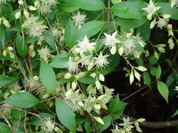Image result for Myrtaceae