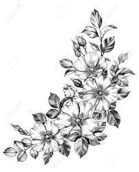 Beautiful digital floral new flower | free png images. Hand Drawn Dog Roses Corner Composition Isolated On White Background Stock Photo Picture And Royalty Free Image Image 122091941