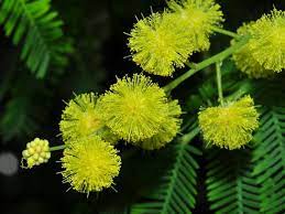 Mimosa 5 Seeds Acacia Dealbata Blue Wattle Silver Etsy Acacia Mimosa Tree Plants