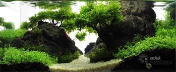 Pin On Aquascape