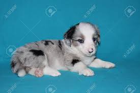 If you would like to reserve a cowboy corgi puppy from one of my next litters let me know. Cardigan Welsh Corgi Puppy Lying Blue Merle Blue Background Stock Photo Picture And Royalty Free Image Image 18282207