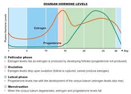 menstrual cycle bioninja