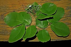 Image result for Intsia