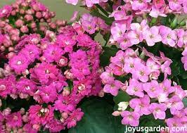 Caring For Flowering Kalanchoes A Popular Succulent Houseplant House Plants Plant Care Houseplant Long Lasting Flower