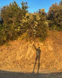 Bianca Elliott (@soullowellness) • Instagram photos and videos