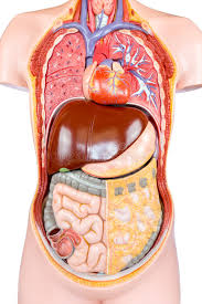 Get great deals on ebay! 29 692 Human Torso Photos Free Royalty Free Stock Photos From Dreamstime