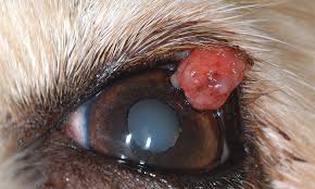 These tumors typically presents as a lump on or under the skin. Common Ophthalmic Neoplasms In Dogs Cats Clinician S Brief