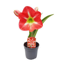 Vei găsi chiar și plante artificiale de exterior, potrivite pentru terasa. Crinul De Camera Amaryllis Hippeastrum FlorÄƒria Tria S
