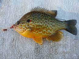 A Pumpkin Seed Sunfish I Caught Pretty Colors Pumpkin Fish Fish Fish Pet