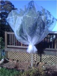 In this example, the tree branches are cut to keep the netting a short distance from the fruit, allowing for complete coverage of the tree and keeping the fruit well away from the netting itself. Wildlife Fruit Trees Fruit Trees