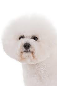 Bichon Frise Dog Breed Information