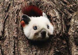 Red And White Giant Flying Squirrel C Dan Doucette Petaurista Alborufus Sciuridae Is The Largest Species Of Giant Squi Flying Squirrel Animals Rare Animals