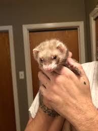 Whats Your Favorite Food To Feed Your Ferret I Reddit
