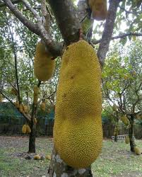 Grows well in a container. Pin On Trai Mit