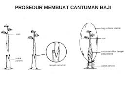 Aug 15, 2019 · cara terbaru cantum durian melalui teknik cantuman mata tunas berkayu. 6 Cara Memilih Benih Pokok Durian Wajib Diketahui Bukit Tapah Durian Orchard