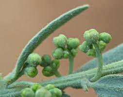 Image result for Antizoma angustifolia