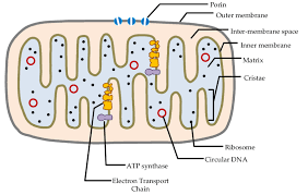 The Structure Of A Mitochondrion Download Scientific Diagram