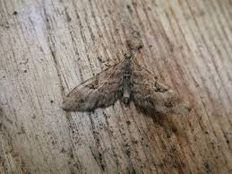 Image result for Eupithecia lanceata