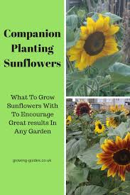 Aphids have several natural enemies, including other insects, insect larvae, and birds; Companion Planting Sunflowers Growing Guides