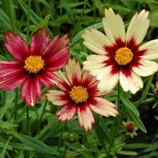 Pin On Coreopsis