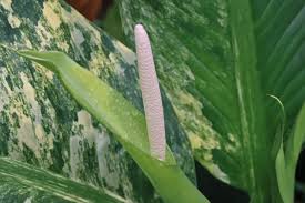 Image result for dieffenbachia flower