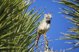 More than 100 years ago, biologists conducted a thorough survey of birds in the mojave desert. Mojave Desert Birds Crashed Over The Last Century Due To Climate Change Eurekalert Science News