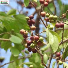 Image result for Flacourtia