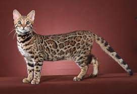 Sedang mencari atau ingin membeli kucing bengal berkualitas dengan harga yang terjangkau? Info Kucing Bengal Asli Jenis Harga Perawatan Dan Sejarahnya