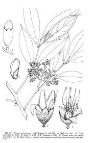 Image result for Rourea orientalis