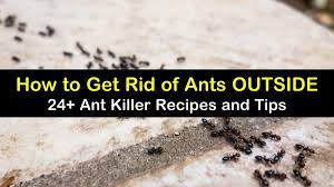 How to get rid of ants in lawn. 24 Smart Easy Ways To Get Rid Of Ants Outside