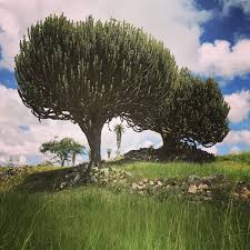 Image result for Euphorbia ingens